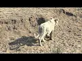 Download Lagu White Lion Cub spotted in Kruger National Park 2