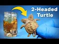 Download Lagu Opening a Jar of Snapping Turtles