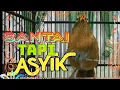 Download Lagu Kicauan Santai Wambi Buat Pancingan Wambi yang Baru Mulai Bunyi