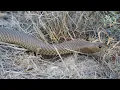 Download Lagu Wildlife of Urana, NSW Australia. Eastern Brown Snake, bearded dragon, red bellied black snake etc..