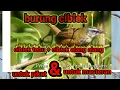Download Lagu suara pikat ciblek ribut anti zonk/kombinasi burung ciblek alang\