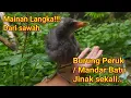 MAINAN LANGKA DARI SAWAH.. Burung Peruk/Mandar Batu Jinak...