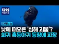 Download Lagu '악마의 물고기' 희귀 심해어 낮에 산 채로 포착에 학계 들썩? / KNN MP3