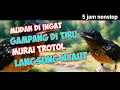 Download Lagu Masteran murai batu trotol full isian, latih agar murai trotol rajin bunyi