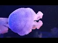 Deep Focus Music To Improve Concentration - 12 Hours of Ambient Study Music to Concentrate
