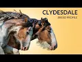 Clydesdale Horse Breed Profile History - Price