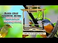 Download Lagu Pikat suara burung cabai/kemade||pemanggil betina||sangkar layang