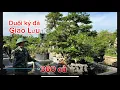 Download Lagu Exchange of large stone Duoi trees worth 360 million and quote for each Duoi tree in the garden