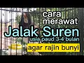 Download Lagu Cara merawat Jalak Suren Paud usia 3-4 bulan agar rajin bunyi