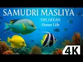 Download Lagu 🌊Samudri Masliya 4K| Beautiful Sea Fishes #SamudriMasliya
