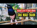 Lagu KACER LAIN DI BUAT EMOSI TAK MAU DIAM DENGAR INI !! PANCINGAN KACER GACOR PASTI NYAUT AMPUH.