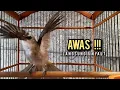 Download Lagu trucukan gacor ROPEL PANJANG buat pancingan trucukan agar bunyi JADIKAN burung trucuk gacor EMOSI