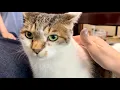 Download Lagu 病院に連れて行かれたことが納得できないこーちゃん