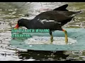 Download Lagu SUARA mandar batu atau pelan untuk menjaring malam yang sudah teruji..#SUARAPELAN#SUARAMANDARBATU