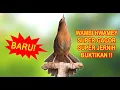 Download Lagu KICAU BURUNG WAMBI GACOR FULL ISIAN