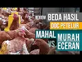 Download Lagu Review Ayam Petelur dari DOC Murah Eceran Polos Vs Mahal Platinum 🐣🐓