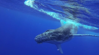 39 – OMG Those Are Humpback Whales!