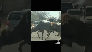 Ugomvi Wa Nyati Na Simba Wanunuliwa Na Mbwa Mwitu Tazama 
