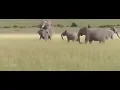 ELEPHANT MATING