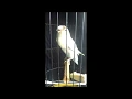 Download Lagu Masteran lovebird fighter durasi
