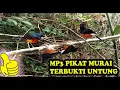 Download Lagu Suara Pikat Murai Hutan Liar Jernih