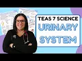 2025 ATI TEAS 7 Science Anatomy and Physiology Urinary System with Nurse Cheung