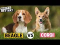 Beagle vs Corgi Which is Better for You