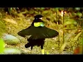 Download Lagu La danse hilarante de l'oiseau de paradis - ZAPPING SAUVAGE