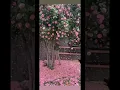 Download Lagu Camellia tree 🌲 #shorts Download Lagu Camellia tree 🌲 #shorts