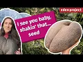 Download Lagu Coco de Mer: The Endangered Double Coconut Seed from Seychelles | Eden Project