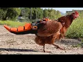 giving chickens there tails back