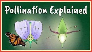 Download Pollination Explained MP3