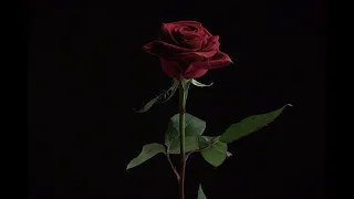 Lolo Zouaï Desert Rose Slowed Reverb 