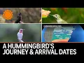 When Will Hummingbirds Arrive Tiny Fliers Epic Journey