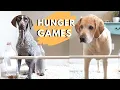 Mind Games Difference between a German Shorthaired Pointer and a Labrador