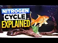 Nitrogen Cycle 101 - The Mistake Killing Your Fish