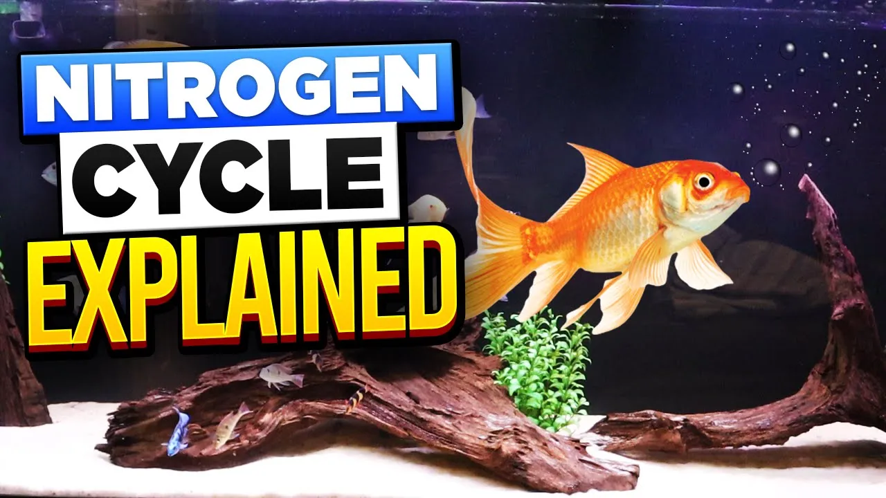Nitrogen Cycle 101 - The #1 Mistake Killing Your Fish