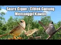 Download Lagu Suara Cigun | Ciblek Gunung Memanggil Kawan