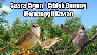 suara cigun ciblek gunung memanggil kawan