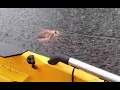 Weird thing in the creek - July 29 2024