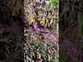 Morning tide pooling in Bellingham WA