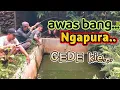 Download Lagu AHIRNYA BANG AMAD DAN BANG RAHMAT TUMBANG OLEH KAMERAMEN EDISI MANCING BORONGAN LELE