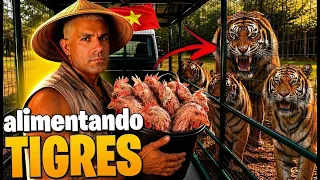 ALIMENTANDO TIGRES NO VIETNÃ 🇻🇳 