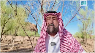 مواطن في الع لا يحو ل شجرة البان العربي إلى مشروع تجميلي مستدام  مواطن في الع لا يحو ل شجرة البان العربي إلى مشروع تجميلي مستدام