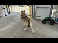 We Took a Wolf Dog to Tractor Supply - Lupine Grove