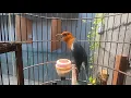 Download Lagu ANIS MERAH GACOR PAGI SIANG SORE || SESUATU BANGET BUAT PANCINGAN BURUNG AGAR MAU BUNYI NGEPLONG #@