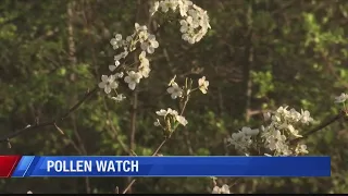 Watch for pollen Allergy season starts in Virginia