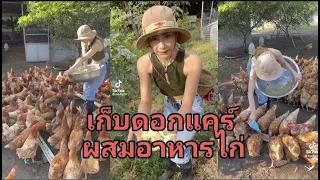 น้องมดไก่ไข่อารมณ์ดีเกษตรกรเศรษฐกิจพอเพียง เก็บดอกแคร์ตักแหนแดงผสมอาหารให้ไก่กินค่ะทำสวนฟาร์มแนวใหม่
