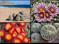 Spiny Succulents Book Sunbelt Publications Solana Succulents