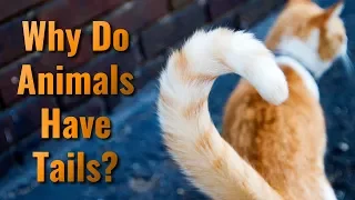 Why Do Animals Have Tails